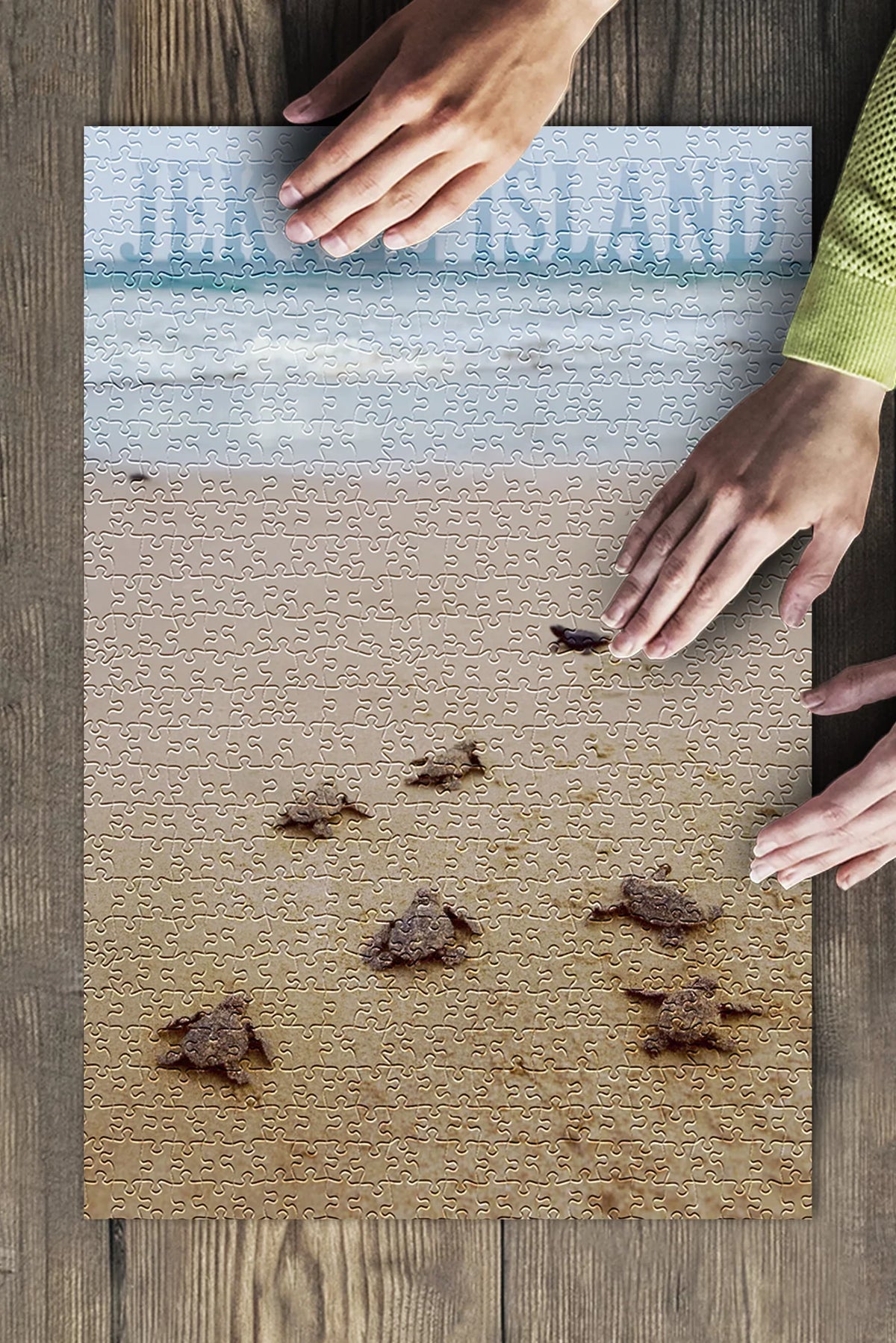 Jekyll Island, Georgia, Sea Turtles Hatching (19x27 inches, Premium 500 Piece Jigsaw Puzzle for Adults and Family, Made in )